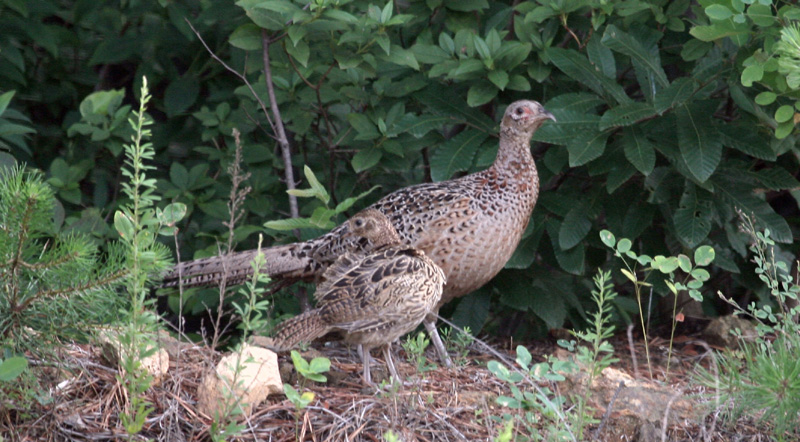 Ring-necked Pheasants (Female) - common pheasant (Phasianus colchicus); DISPLAY FULL IMAGE.