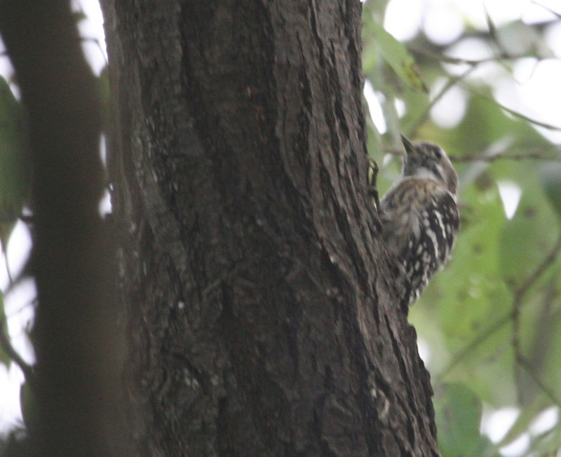 Japanese Pigmy Woodpecker (쇠딱다구리); DISPLAY FULL IMAGE.