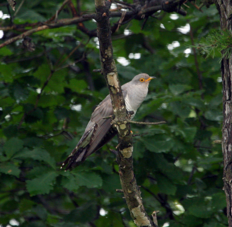 Common Cuckoo(뻐꾸기); DISPLAY FULL IMAGE.
