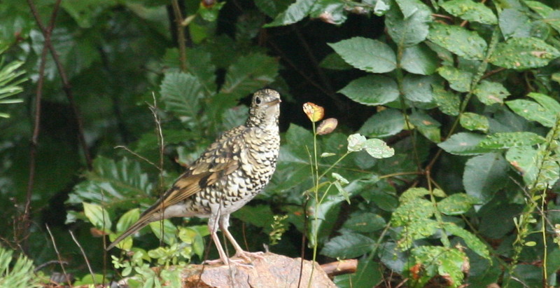 White's Thrush(호랑지빠귀); DISPLAY FULL IMAGE.