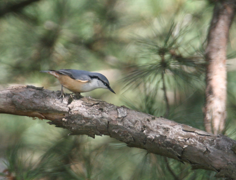 Eurasian Nuthatch(동고비); DISPLAY FULL IMAGE.