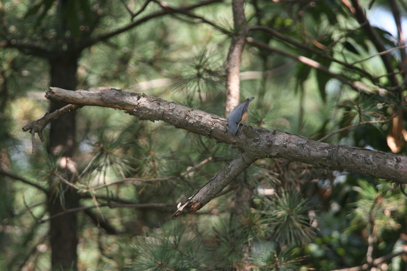 Eurasian Nuthatch(동고비); DISPLAY FULL IMAGE.