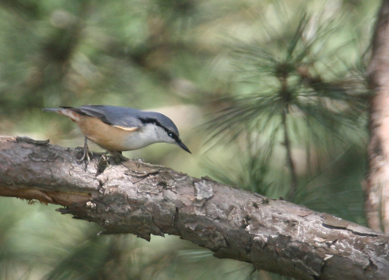 Eurasian Nuthatch(동고비); DISPLAY FULL IMAGE.