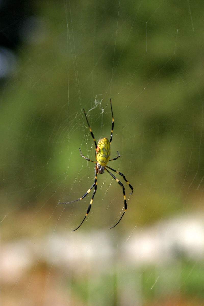 무당거미 Nephila clavata (Golden Orb-web Spider); DISPLAY FULL IMAGE.