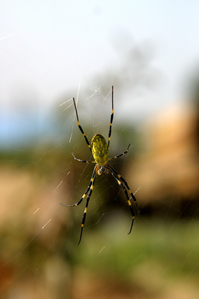 무당거미 Nephila clavata (Golden Orb-web Spider); DISPLAY FULL IMAGE.