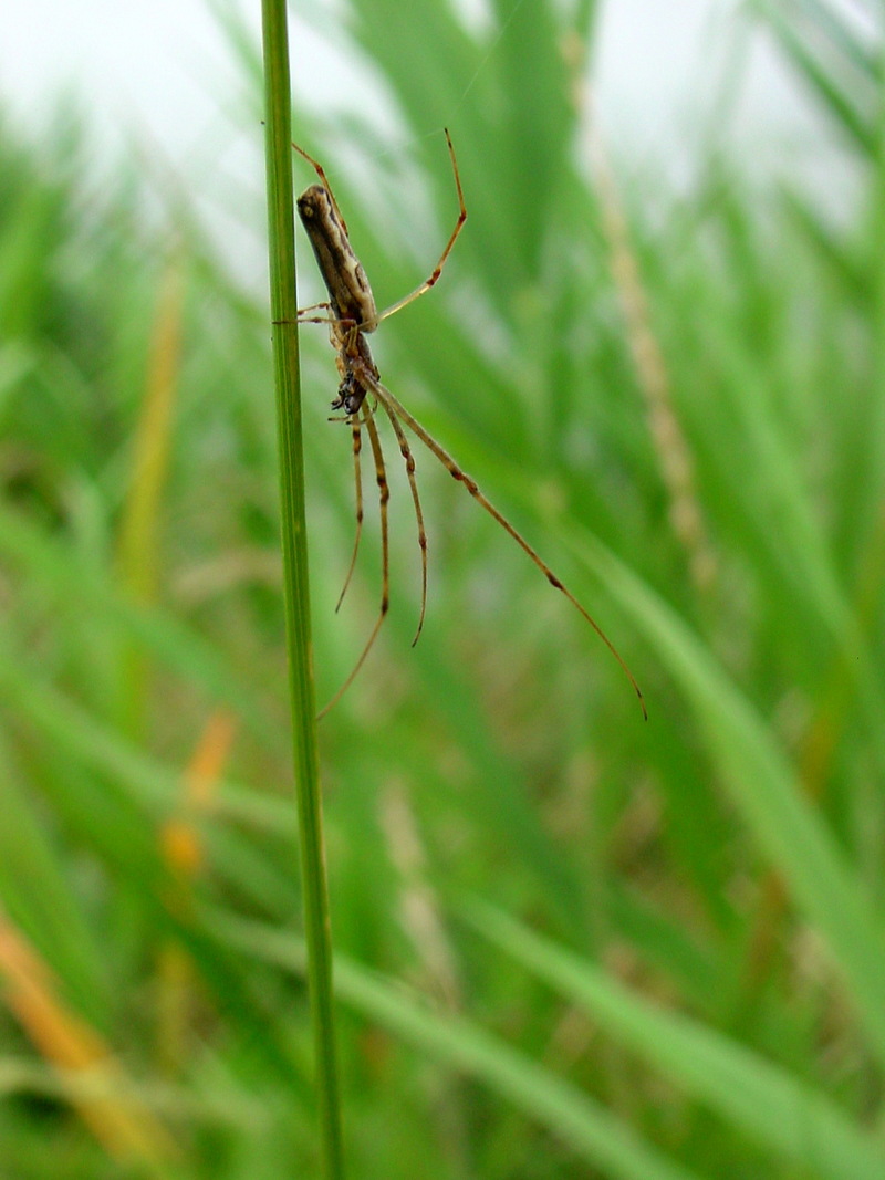 민갈거미 Tetragnatha maxillosa (Long-jawed Spider); DISPLAY FULL IMAGE.