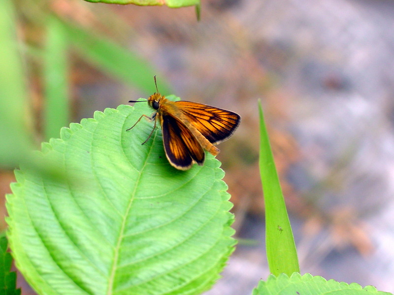 검은테떠들썩팔랑나비 Ochlodes ochracea (Ochracea Skipper); DISPLAY FULL IMAGE.