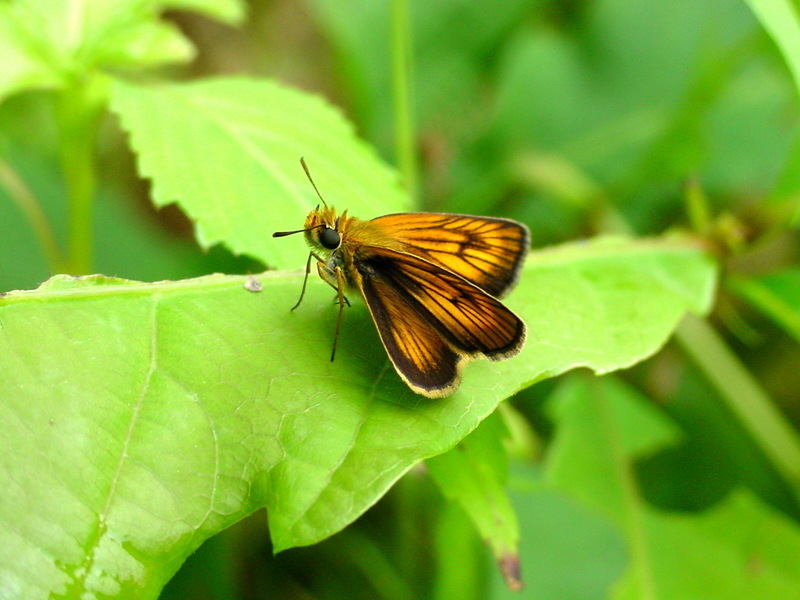 검은테떠들썩팔랑나비 Ochlodes ochracea (Ochracea Skipper); DISPLAY FULL IMAGE.