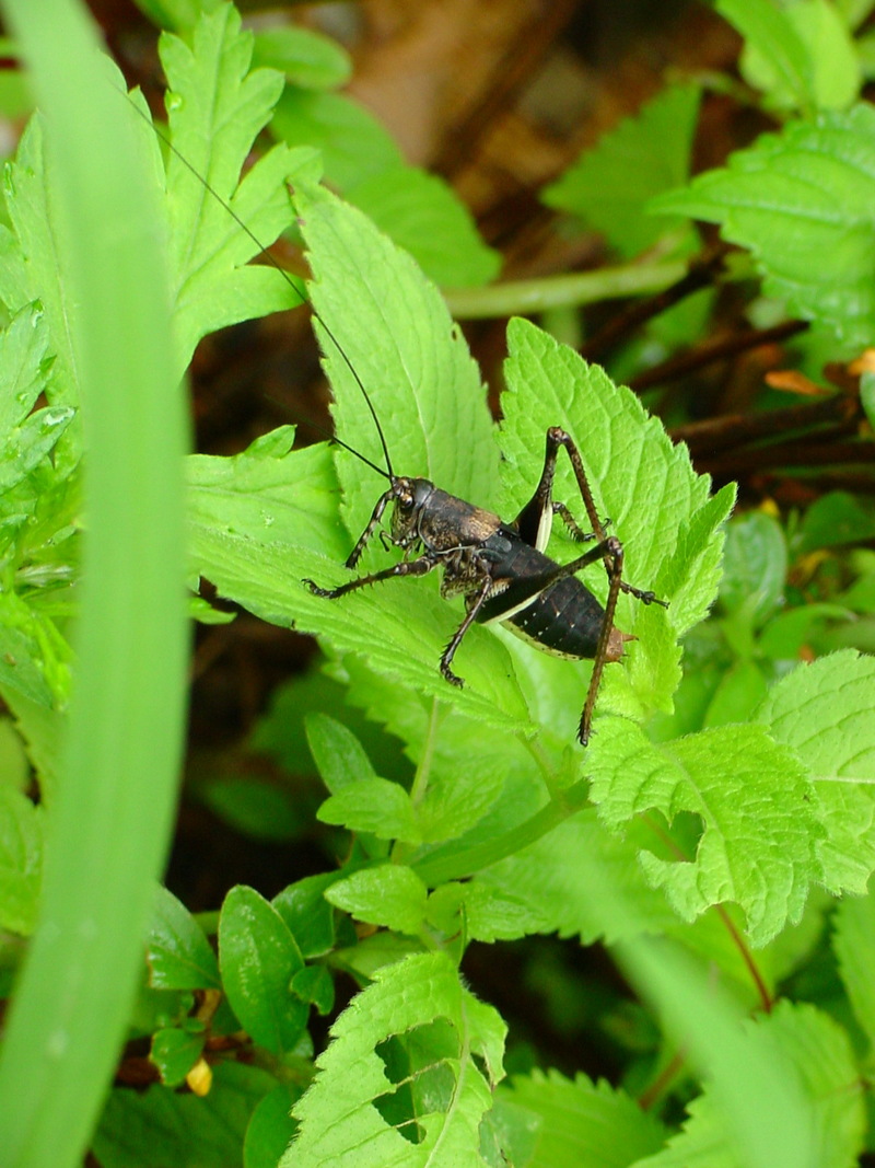 갈색여치(수컷 약충) Paratlanticus ussuriensis (Ussur Brown Katydid); DISPLAY FULL IMAGE.