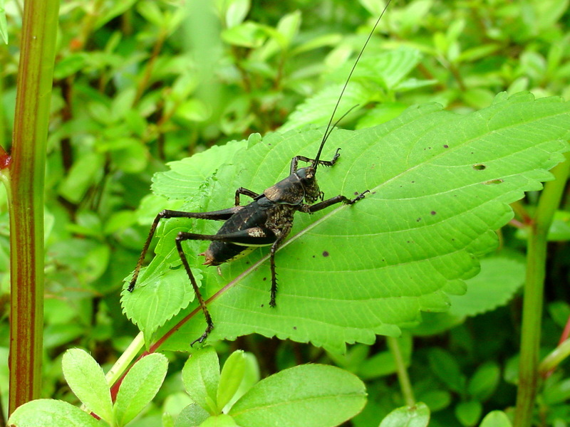 갈색여치(수컷 약충) Paratlanticus ussuriensis (Ussur Brown Katydid); DISPLAY FULL IMAGE.