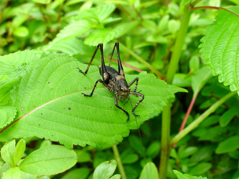 갈색여치(수컷 약충) Paratlanticus ussuriensis (Ussur Brown Katydid); DISPLAY FULL IMAGE.