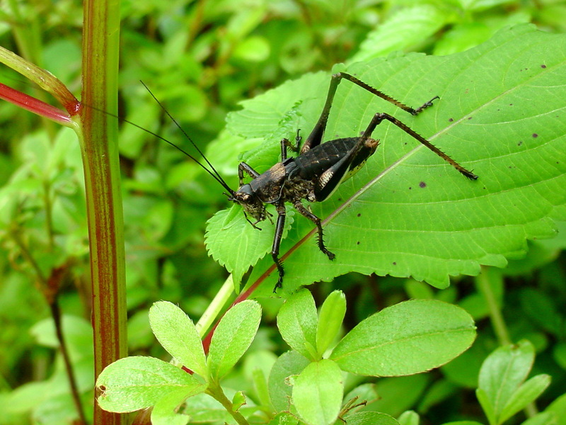 갈색여치(수컷 약충) Paratlanticus ussuriensis (Ussur Brown Katydid); DISPLAY FULL IMAGE.