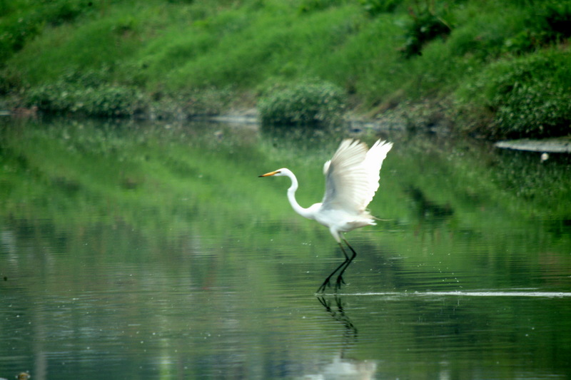 중대백로 Egretta alba modesta (Large Egret); DISPLAY FULL IMAGE.