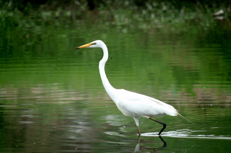 중대백로 Egretta alba modesta (Large Egret); DISPLAY FULL IMAGE.