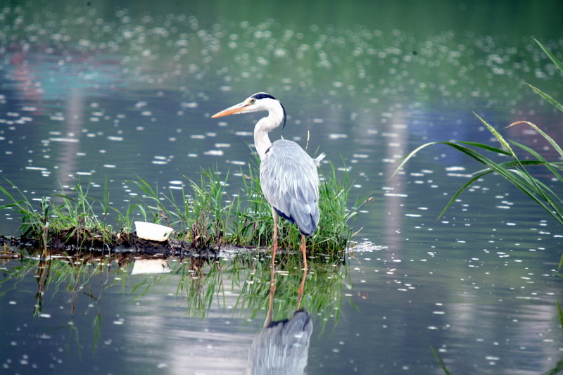 왜가리 Ardea cinerea (Gray Heron); DISPLAY FULL IMAGE.