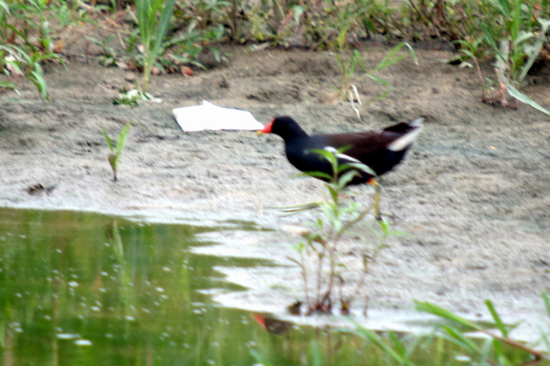 쇠물닭 Gallinula chloropus (Common Moorhen); DISPLAY FULL IMAGE.