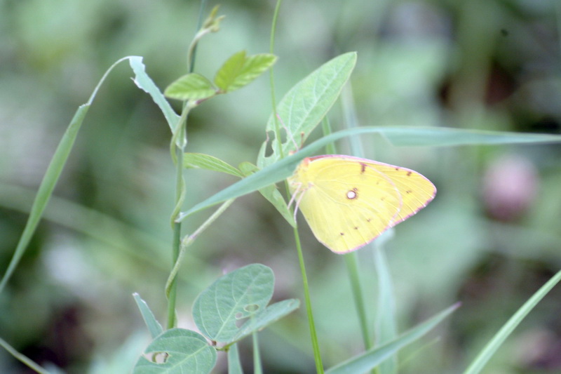 노랑나비 Colias erate (Eastern Pale Clouded Yellow); DISPLAY FULL IMAGE.