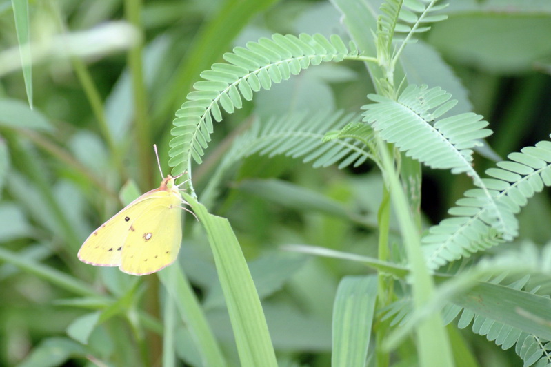 노랑나비 Colias erate (Eastern Pale Clouded Yellow); DISPLAY FULL IMAGE.