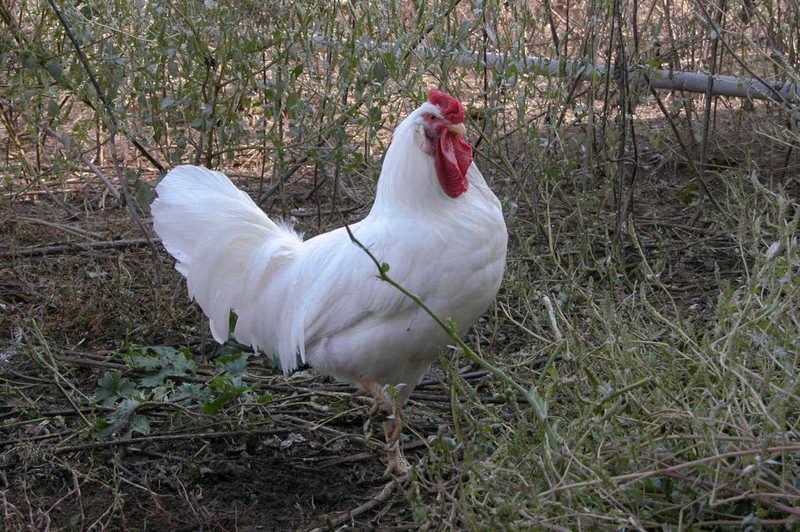 single comb white leghorn; DISPLAY FULL IMAGE.