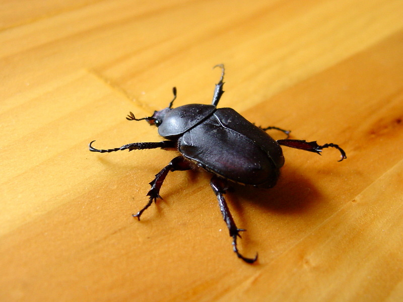 이름모를 검은색 풍뎅이 종류 -- 참검정풍뎅이(Holotrichia dimorphalia)???; DISPLAY FULL IMAGE.