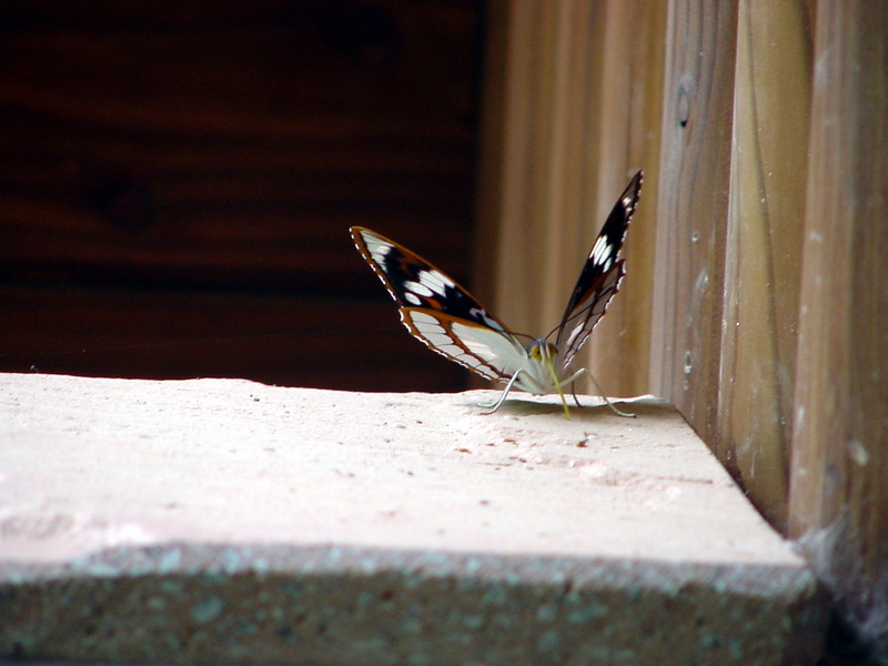 은판나비 Mimathyma schrenckii (Schrenck’s Emperor Butterfly); DISPLAY FULL IMAGE.