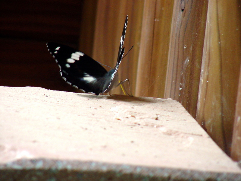 은판나비 Mimathyma schrenckii (Schrenck’s Emperor Butterfly); DISPLAY FULL IMAGE.