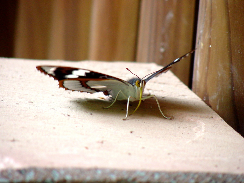 은판나비 Mimathyma schrenckii (Schrenck’s Emperor Butterfly); DISPLAY FULL IMAGE.