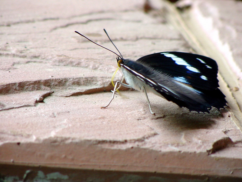 은판나비 Mimathyma schrenckii (Schrenck’s Emperor Butterfly); DISPLAY FULL IMAGE.