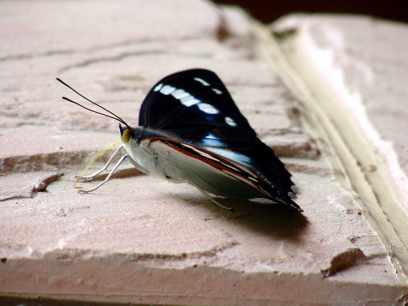 은판나비 Mimathyma schrenckii (Schrenck’s Emperor Butterfly); DISPLAY FULL IMAGE.