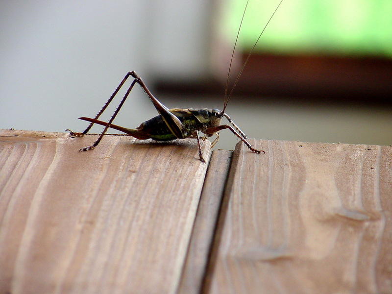 갈색여치(암컷) Paratlanticus ussuriensis (Ussur Brown Katydid); DISPLAY FULL IMAGE.