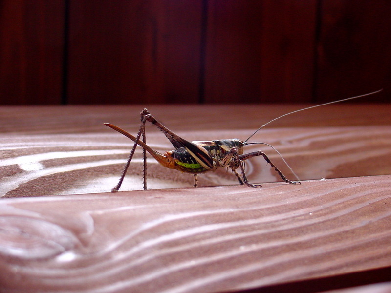 갈색여치(암컷) Paratlanticus ussuriensis (Ussur Brown Katydid); DISPLAY FULL IMAGE.