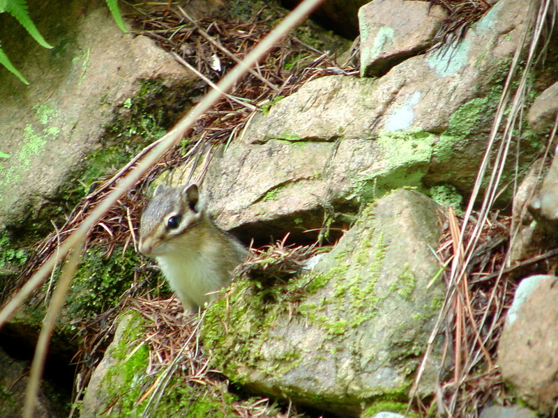 다람쥐 Tamias sibiricus asiaticus (Korean Chipmunk); DISPLAY FULL IMAGE.