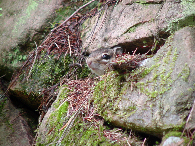 다람쥐 Tamias sibiricus asiaticus (Korean Chipmunk); DISPLAY FULL IMAGE.