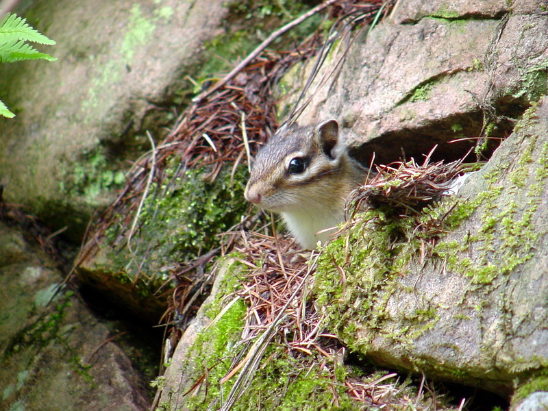 다람쥐 Tamias sibiricus asiaticus (Korean Chipmunk); DISPLAY FULL IMAGE.