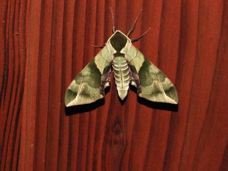 녹색박각시 Callambulyx tatarinovii (Green Sphinx Moth); DISPLAY FULL IMAGE.