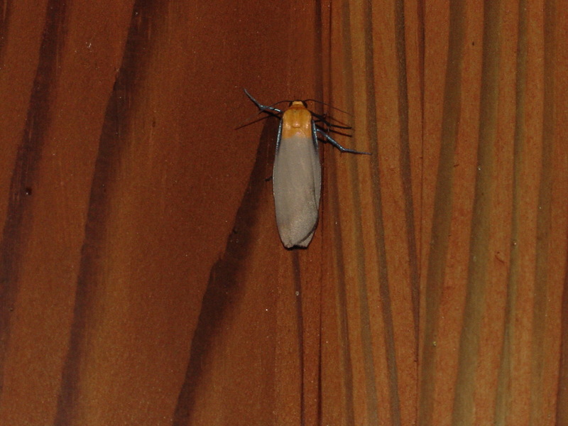 넉점박이불나방 Lithosia quadra (Four-spotted Footman); DISPLAY FULL IMAGE.