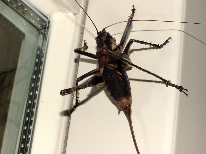 갈색여치(암컷) Paratlanticus ussuriensis (Ussur Brown Katydid); DISPLAY FULL IMAGE.