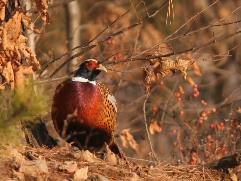 꿩 - common pheasant (Phasianus colchicus); DISPLAY FULL IMAGE.