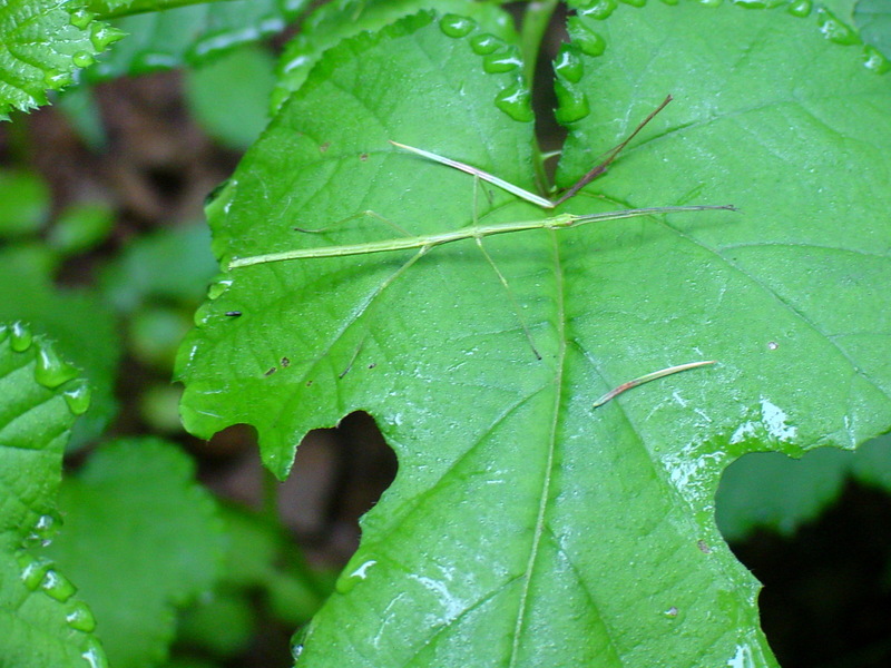 대벌레 Baculum elongatum (Korean Walking-Stick); DISPLAY FULL IMAGE.