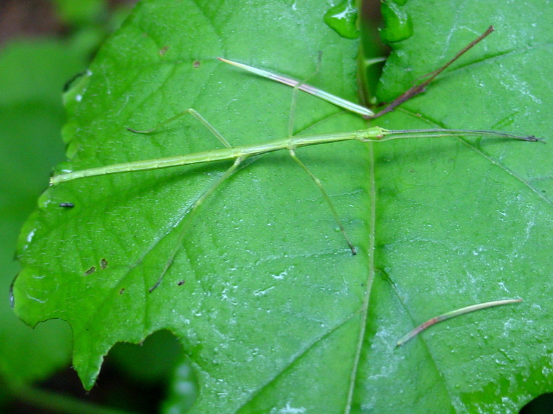 대벌레 Baculum elongatum (Korean Walking-Stick); DISPLAY FULL IMAGE.