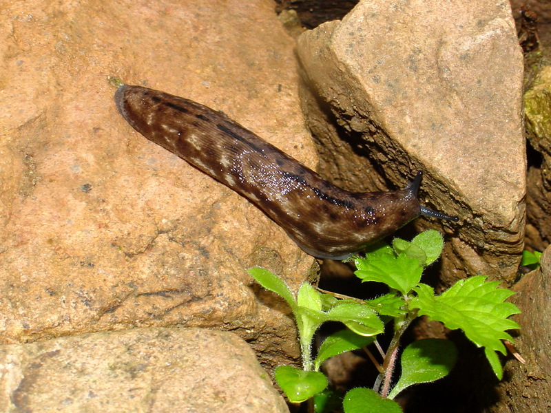 민달팽이 종류 - 산민달팽이(Meghimatium fruhstorferi)???; DISPLAY FULL IMAGE.