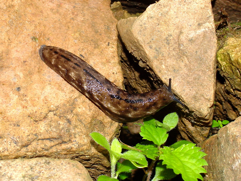 민달팽이 종류 - 산민달팽이(Meghimatium fruhstorferi)???; DISPLAY FULL IMAGE.