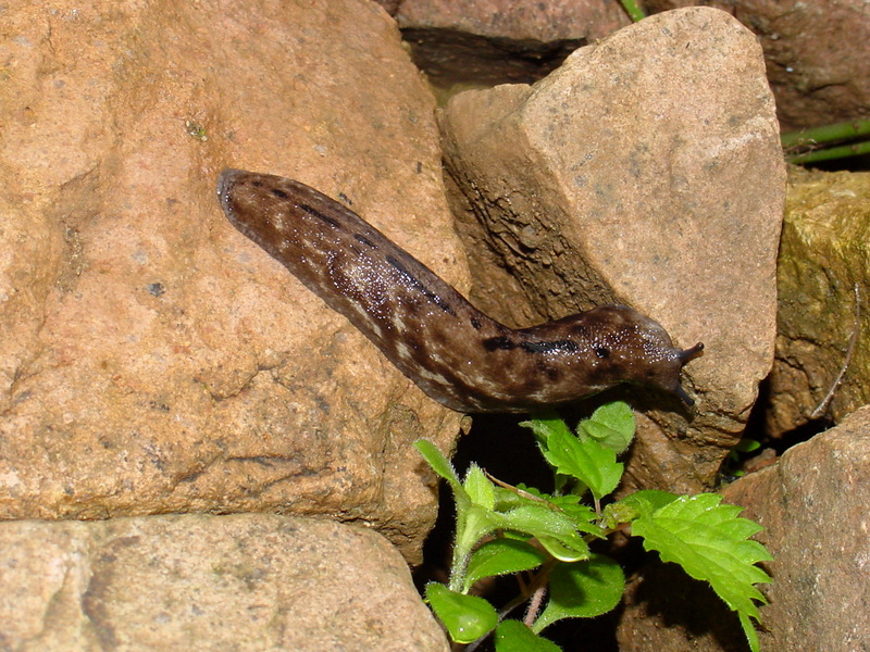 민달팽이 종류 - 산민달팽이(Meghimatium fruhstorferi)???; DISPLAY FULL IMAGE.