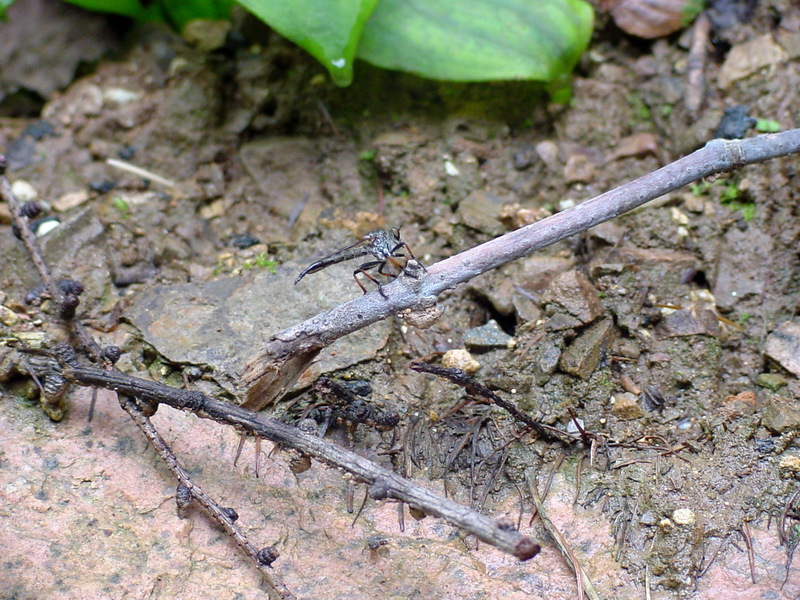 홍다리파리매 Antipalus pedestris (Red-legged Robberfly); DISPLAY FULL IMAGE.