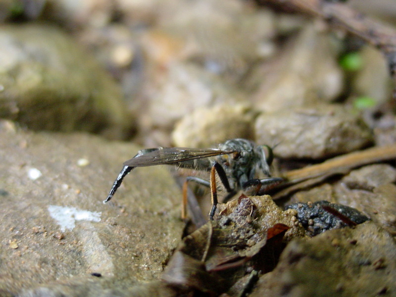 홍다리파리매 Antipalus pedestris (Red-legged Robberfly); DISPLAY FULL IMAGE.