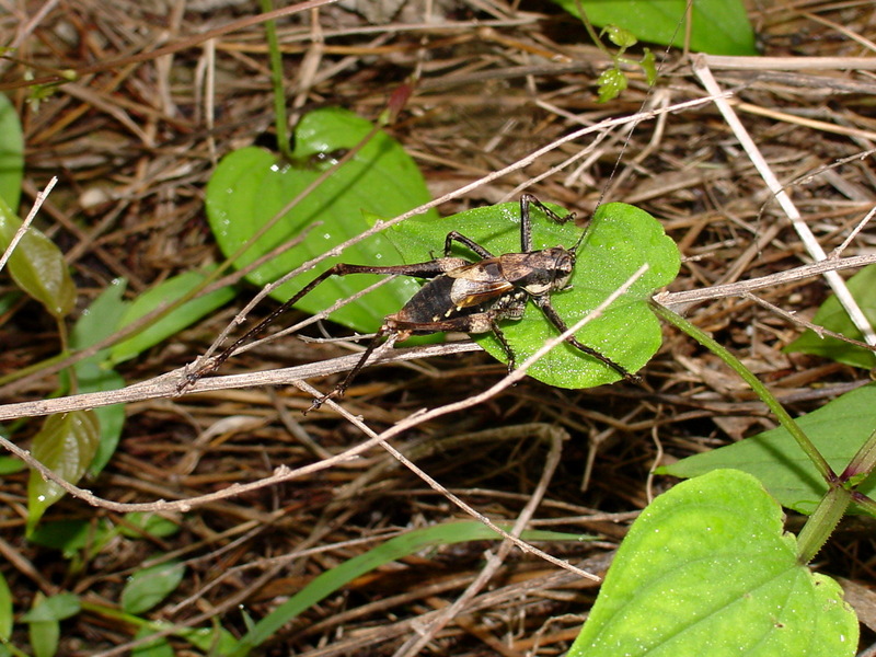 갈색여치(수컷) Paratlanticus ussuriensis (Ussur Brown Katydid); DISPLAY FULL IMAGE.