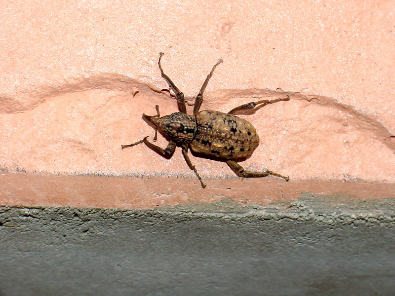 왕바구미 Sipalinus gigas (Korean Giant Weevil); DISPLAY FULL IMAGE.