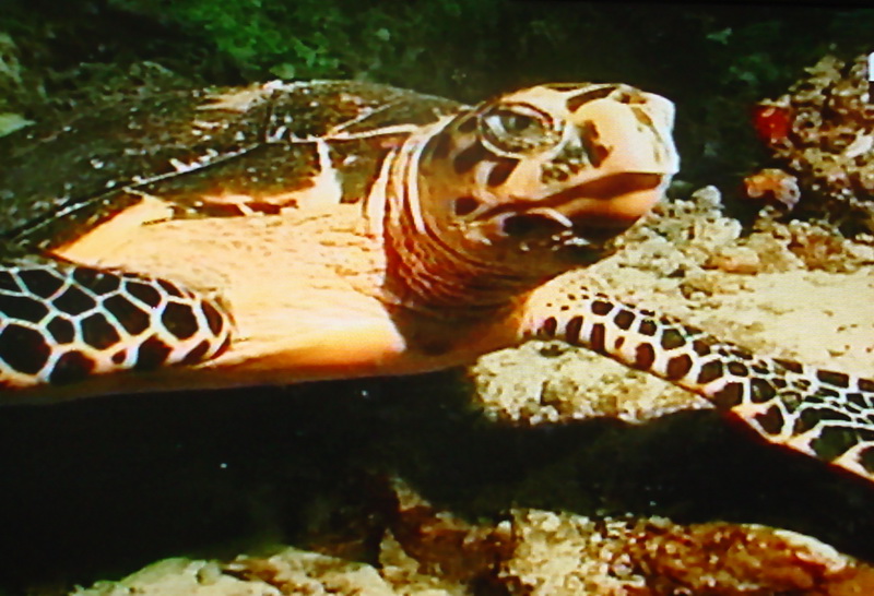 바다거북의 얼굴; DISPLAY FULL IMAGE.