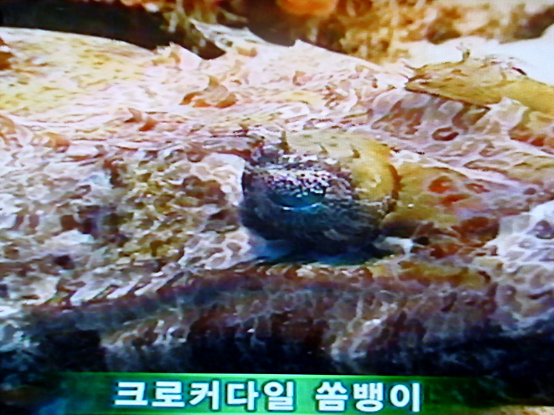 악어쏨뱅이(Crocodile Fish)의 얼굴(눈); DISPLAY FULL IMAGE.