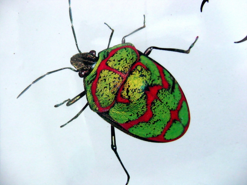 광대노린재 Poecilocoris lewisi (Clown Stinkbug); DISPLAY FULL IMAGE.